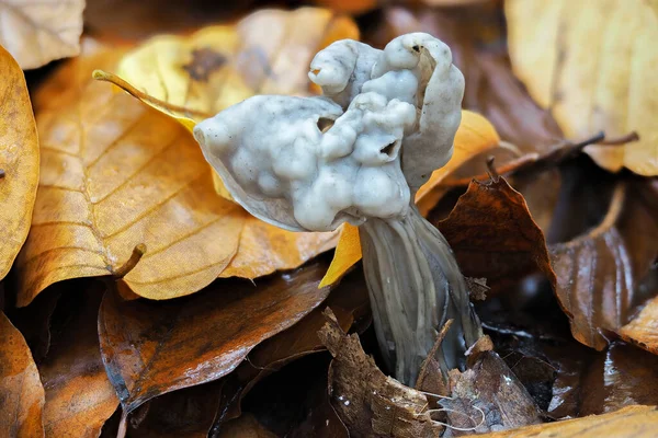 Der Elfensattel Helvella Lacunosa Ist Ein Ungenießbarer Pilz Gestapeltes Makrofoto — Stockfoto
