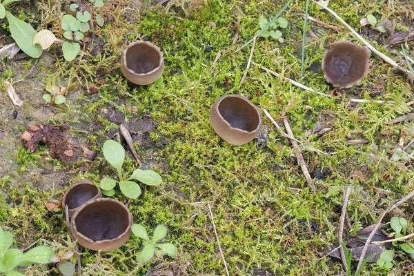 Helvella Lökosenası Yenmez Bir Mantardır Istiflenmiş Makro Fotoğraftır — Stok fotoğraf