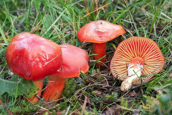 Crimson Waxcap Hygrocybe Pinucea Inedible Mushroom Stacked Macro Photo — стоковое фото