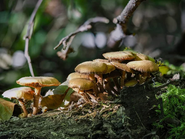 Sheathed Woodtuft Kuehneromyces Mutabilis Edible Mushroom Stacked Macro Photo — стоковое фото