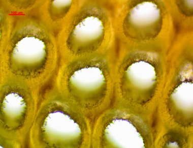 Saffron Bolete (Leccinellum Crocipodium), yenebilir bir mantar türüdür.