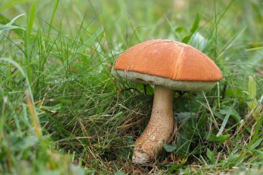 Turuncu Cap Boletus (Leccinum aurantiacum), yenebilir bir mantar türüdür.