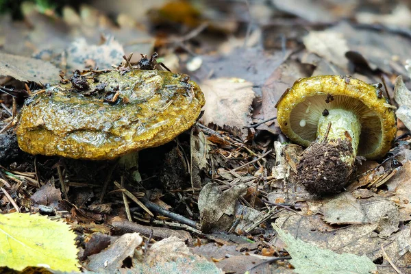 Потворний Молочний Ковпачок Lactarius Turpis Отруйний Гриб Складений Макрофотографією — стокове фото