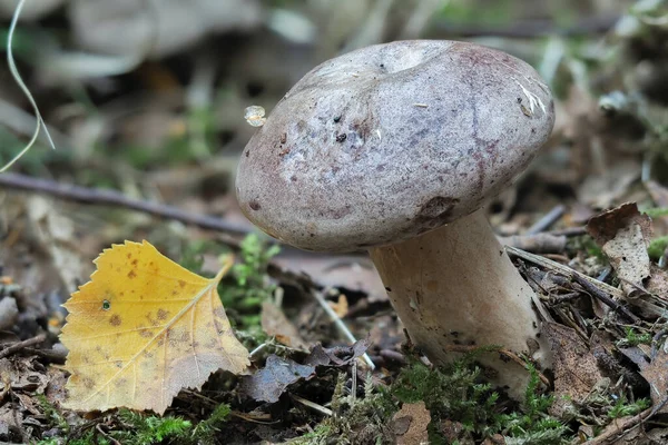 Northern Milkcap Lactarius Trivialis Inedible Mushroom Stacked Macro Photo — стоковое фото