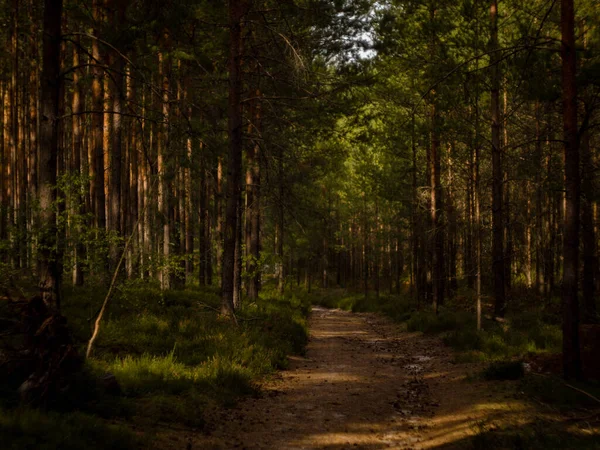 Chemin Mystique Vers Nature Soir — Photo