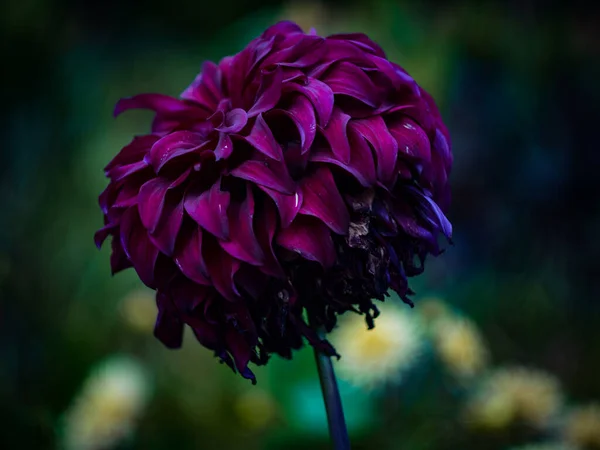 Bela Flor Colorida Jardim Botânico Praga República Checa Europa Vibrações — Fotografia de Stock