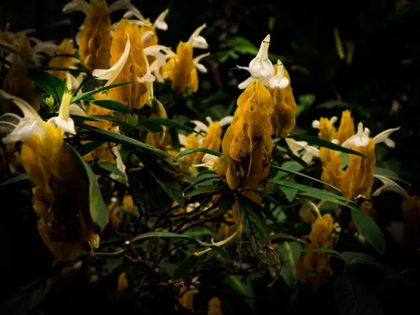 Цветы Ботаническом Саду Чехии Летние Вибрации Медленно Переходят Осени Цветы — стоковое фото