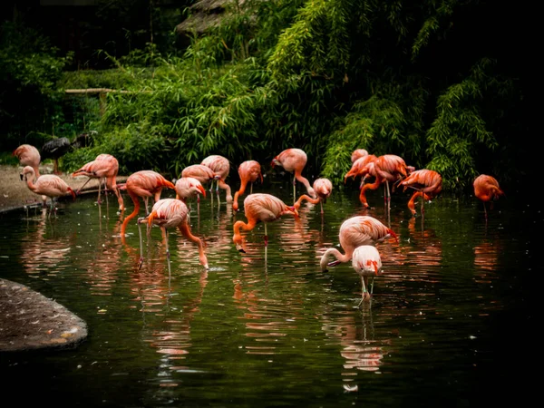 Group of flamingos in small lake.