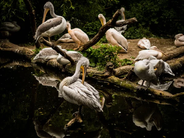 Niedliche Vögel Haben Eine Schöne Zeit Zoo Ausruhen Und Warten — Stockfoto