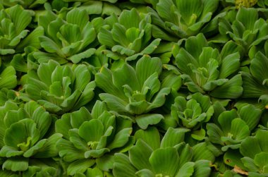 güzel yeşil kaktüs arka plan  