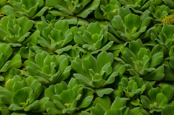 Mooie Groene Cactus Achtergrond — Stockfoto