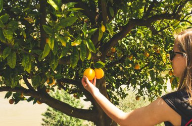 portakal meyve ağaçları yakın