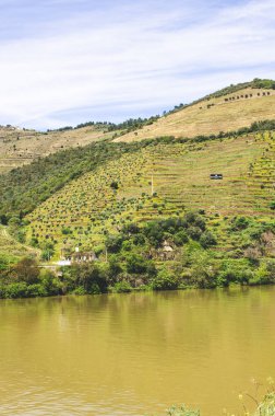 Üzüm bağları ve nehir Portekiz 