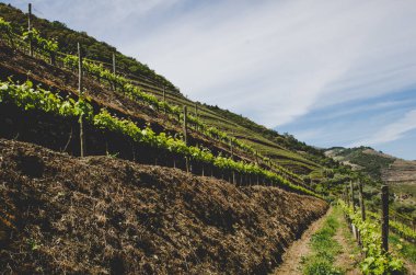 üzüm üzüm bağları hills 