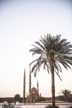 cami ve palmiye ağacı