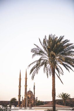 cami ve palmiye ağacı