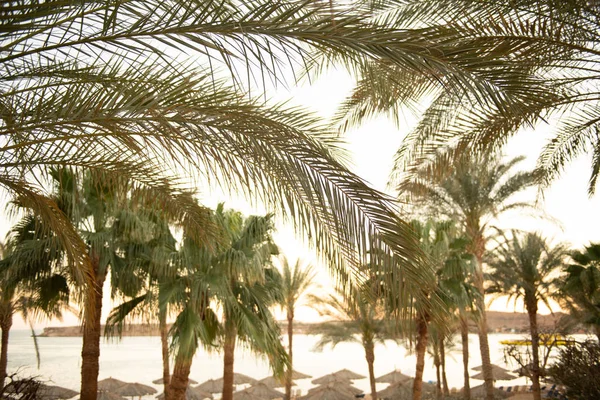 Green palm trees view near ocean — Stock Photo, Image