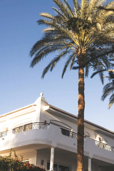 Beautiful white building and palm tree — Stock Photo, Image
