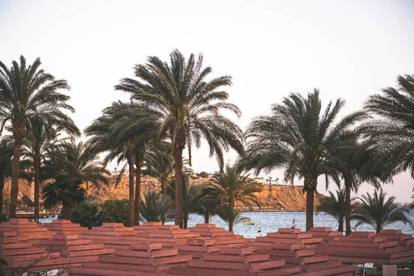 Hermosas palmeras verdes y vistas al mar — Foto de Stock