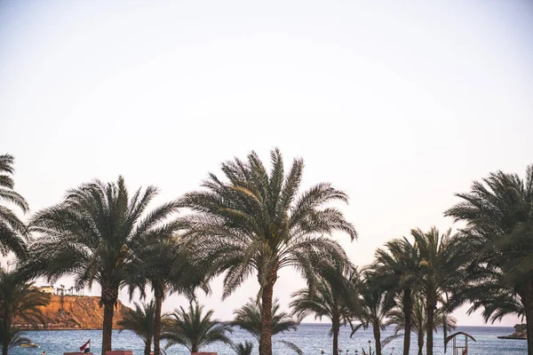 Hermosas palmeras verdes y vistas al mar — Foto de Stock