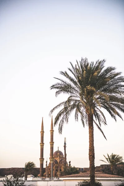 cami ve palmiye ağacı