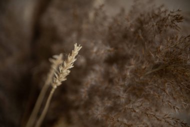 arka plan olarak buğday dokusu 