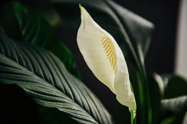 Green flat palm tree with white flower close up — Stock Photo, Image