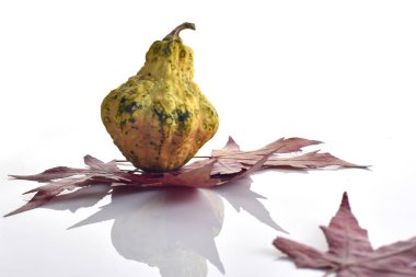 Dekoratif renkli Mini kabak, su kabakları ve kırmızı yaprakları düşmek