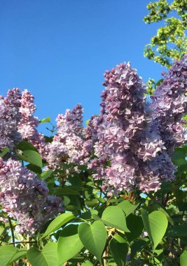 Çalı çiçek açan, soluk mor Lila, leylak mavi gökyüzü karşı.  