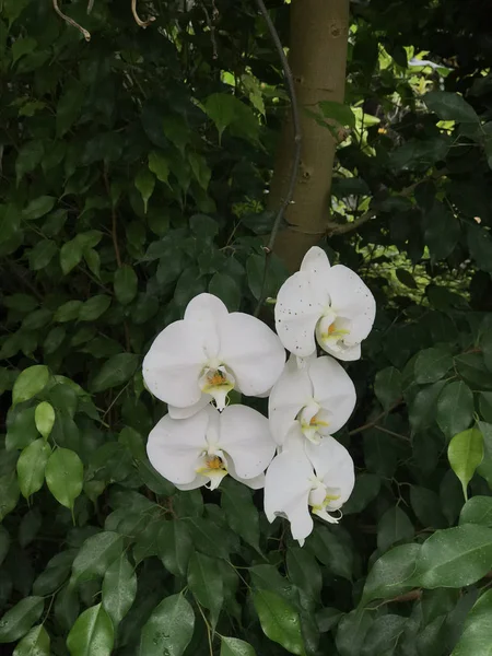 白色蝴蝶兰的花朵 又名蛾兰花 一年四季开花植物 — 图库照片