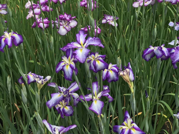 Iris Versicolor Fleurs Panachées Violet Riche Tachetées Base Avec Jaune — Photo