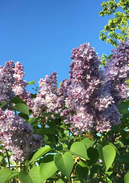 Çalı çiçek açan, soluk mor Lila, leylak mavi gökyüzü karşı.  