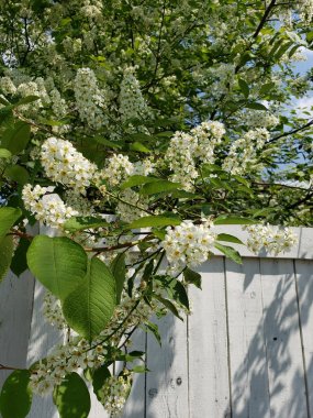 Ağaç çitin üzerinde çiçek açan kuş kiraz ağacı. Beyaz çiçeklerle kuzey ağacı. 