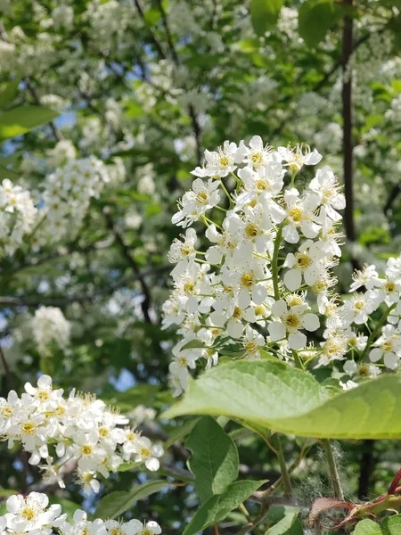 Bird Cherry Blossom Branch Northern Tree White Flowers — Stock Photo, Image