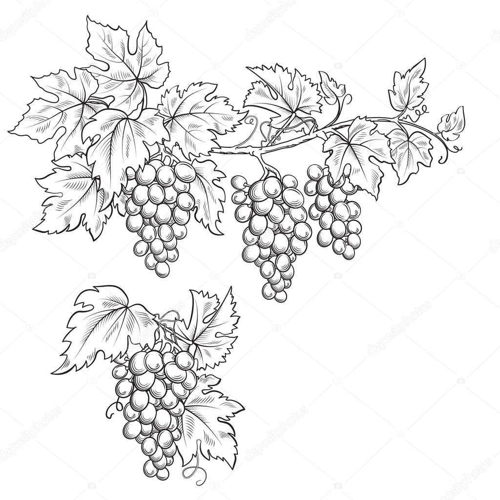 Bunches of grape. Black and white sketch, line art. Hand drawn illustration.