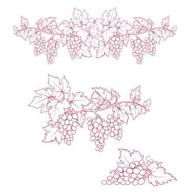 Bunches of grape. Dark-red and white sketches. Hand drawn illustration. clipart