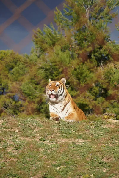 Tigre Descansando Sobre Hierba Safari Park Aitana Alicante España —  Fotos de Stock