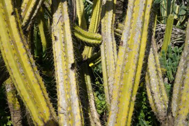 Euphorbia kanariensis, eski sarımsı saplı kaktüs. Bitkinin yoğun çalılıkları.