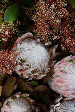 Protea, Güney Afrika 'da çiçek açan bitkilerin yaygın adı, ayrıca şeker çalısı ya da fynbos olarak da bilinir. Protea, Güney Afrika Cumhuriyeti 'nin ulusal sembolüdür..