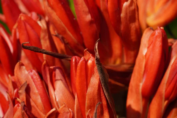 Doryanthes Palmeri Aynı Zamanda Dev Mızrak Zambağı Olarak Bilinir Parlak — Stok fotoğraf