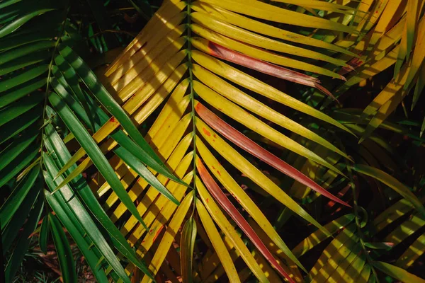 Bladeren Van Siagrus Date Palm Boom Behang Achtergrond — Stockfoto