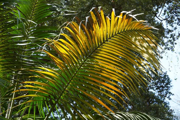 Leaves of Siagrus, Date Palm tree. Wallpaper, background.