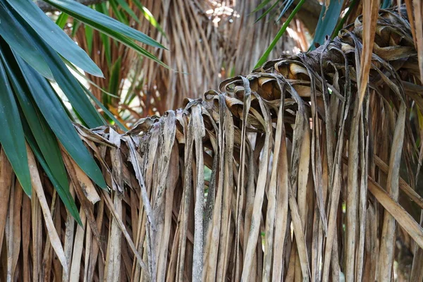 Palmen Frische Und Getrocknete Alte Blätter Bilden Ein Kontrastbild Hintergrund — Stockfoto