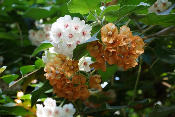 Flores Geranio Pelargonio Comúnmente Conocidas Como Geranios Pelargonios Cigüeñas Perennes — Foto de Stock