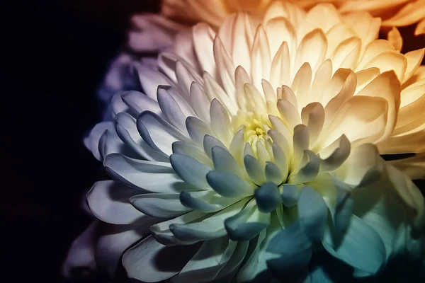 Güzel renkler ve harika bir çiçek. Yumuşak çiçeğin Macro fotoğrafı