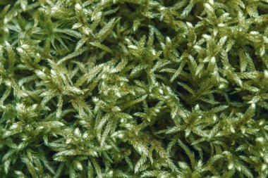 Ormanın yeşil bitkileri. Yakın çekim görüntüsü. Orman yosunu