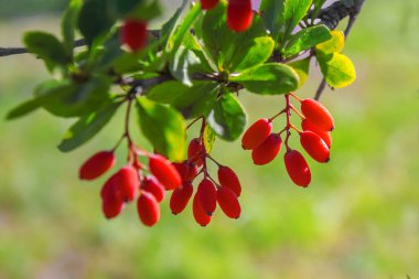 Kırmızı böğürtlen güneşin altında bir dala asılı.