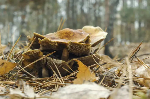 Många Svampar Höstskogen Omgivna Torra Löv — Stockfoto