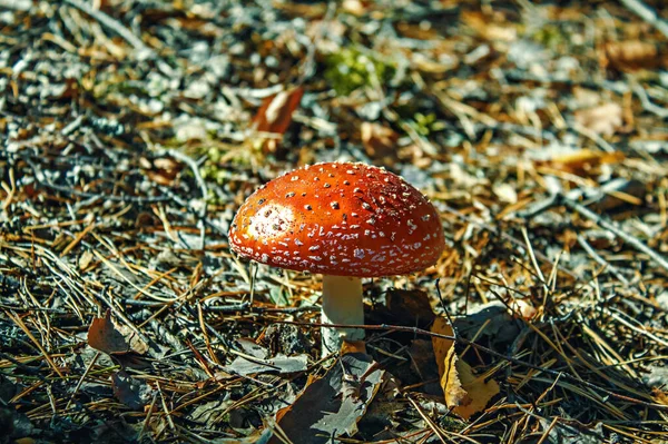 Champiñón Rojo Bosque Sobre Una Hoja Seca — Foto de Stock