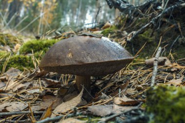 Beyaz mantar. Orman bitkileri. Önündeki mantarın bakışı.